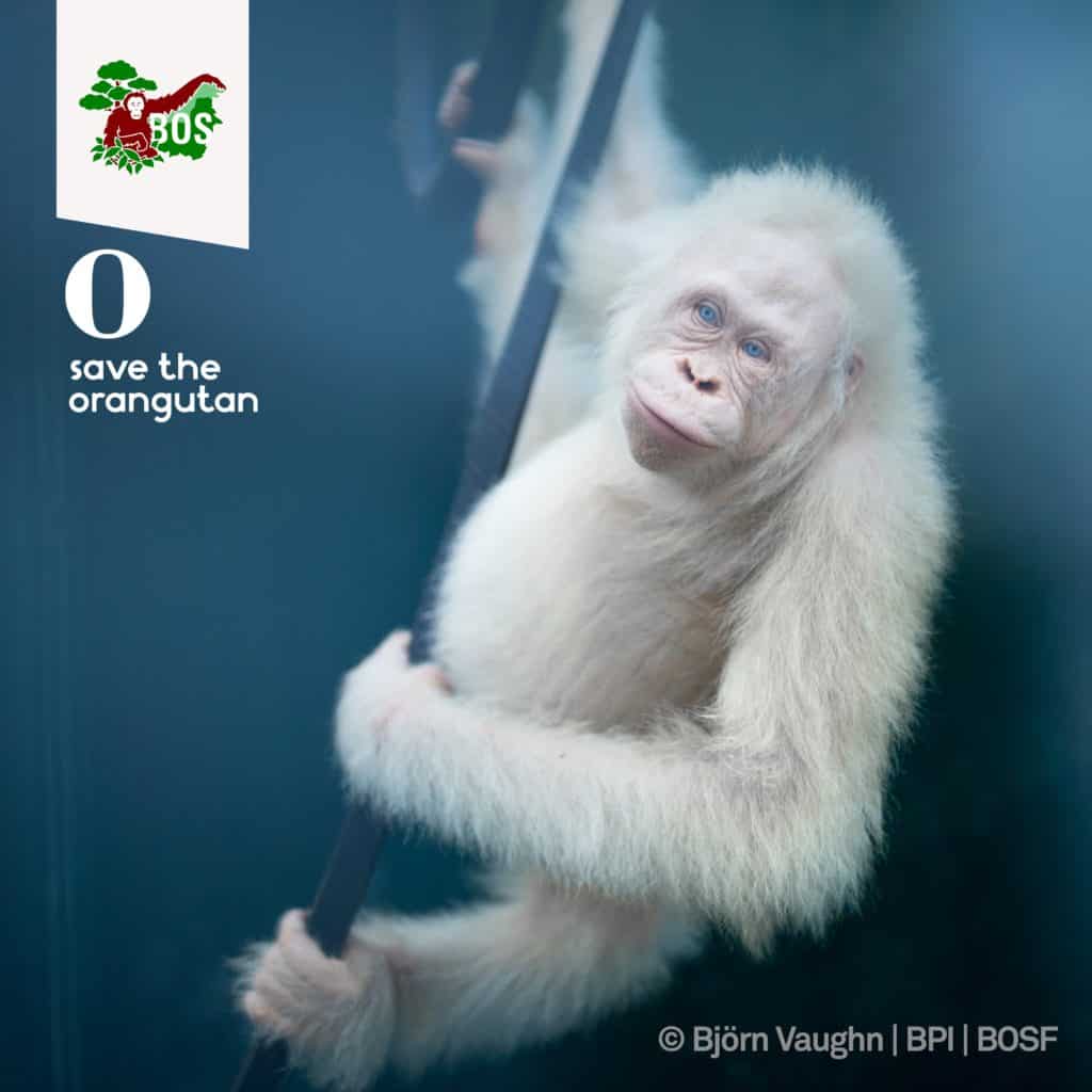 albino orangutan