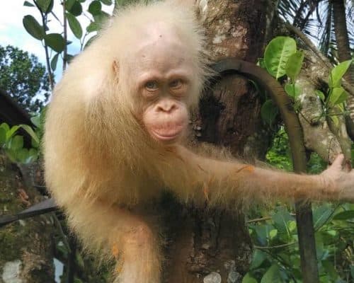 albino orangutan