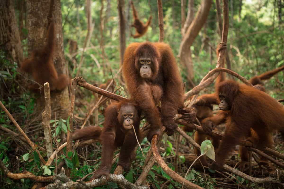 Orangutan Facts Save The Orangutan Orangutan Facts Save The Orangutan