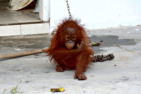 Save The Orangutan