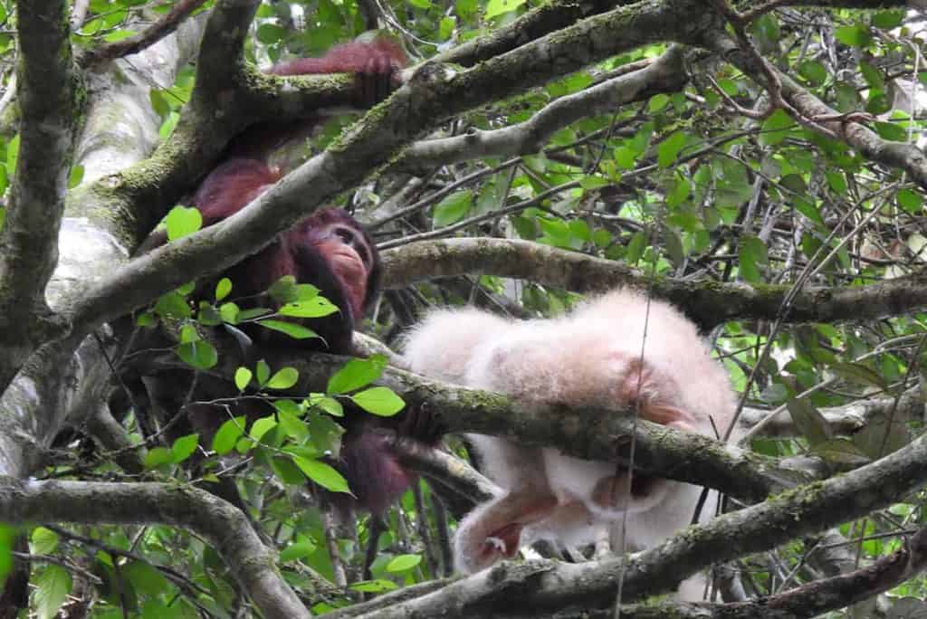 albino orangutan