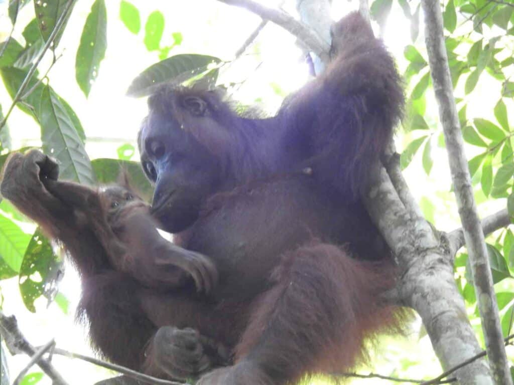 New baby orangutan spotted