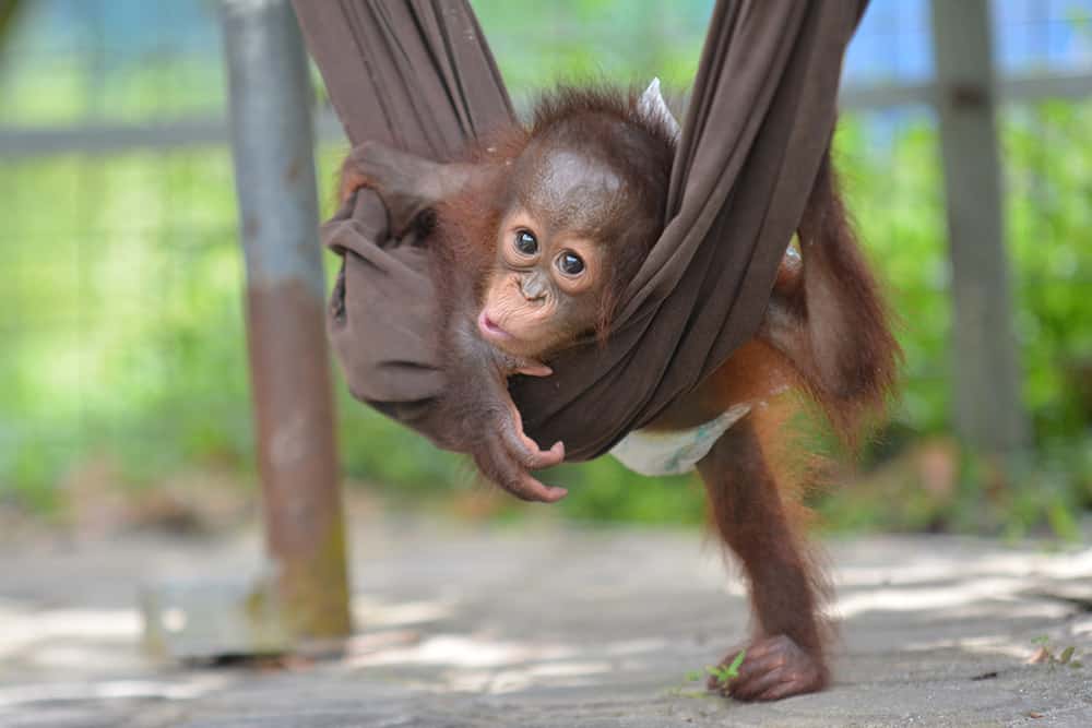 three orangutans rescued