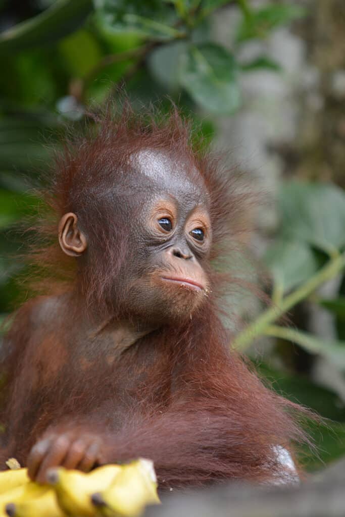 three orangutans rescued