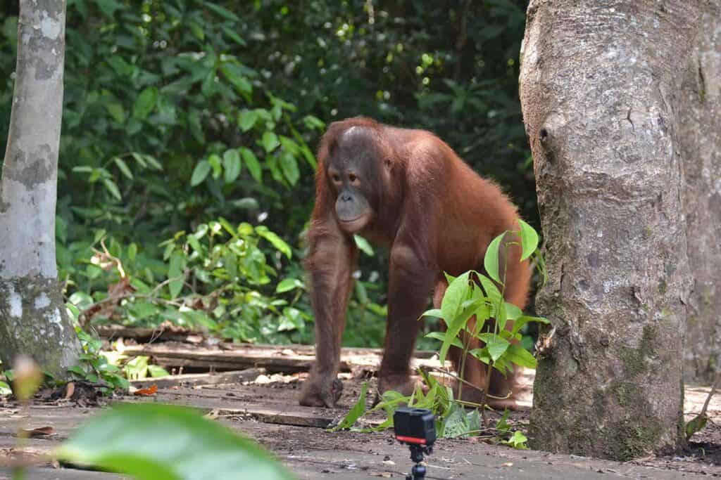 Valentino started Life on Pre-Release Island