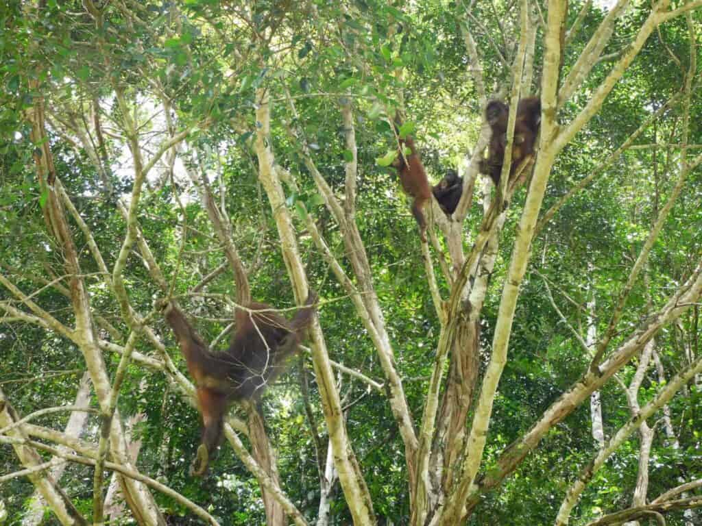 Three Orangutan Mothers Reunited