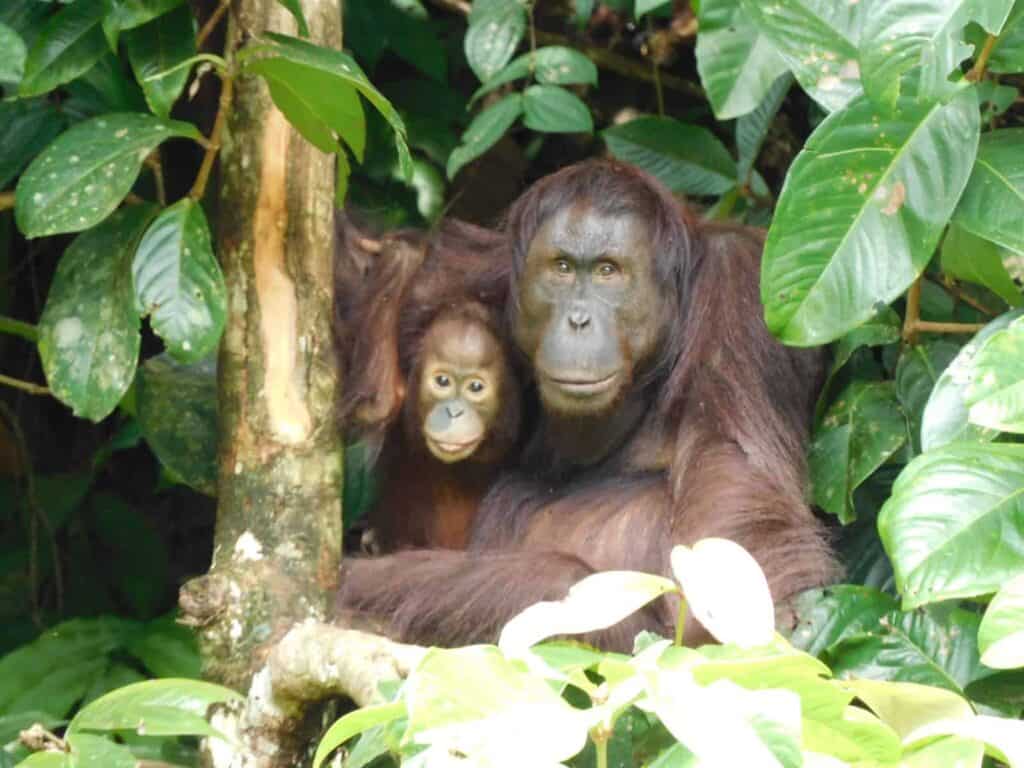 Three Orangutan Mothers Reunited