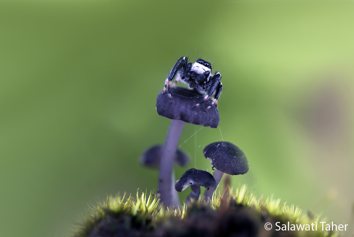 Jumping spider on the top_storreskrift