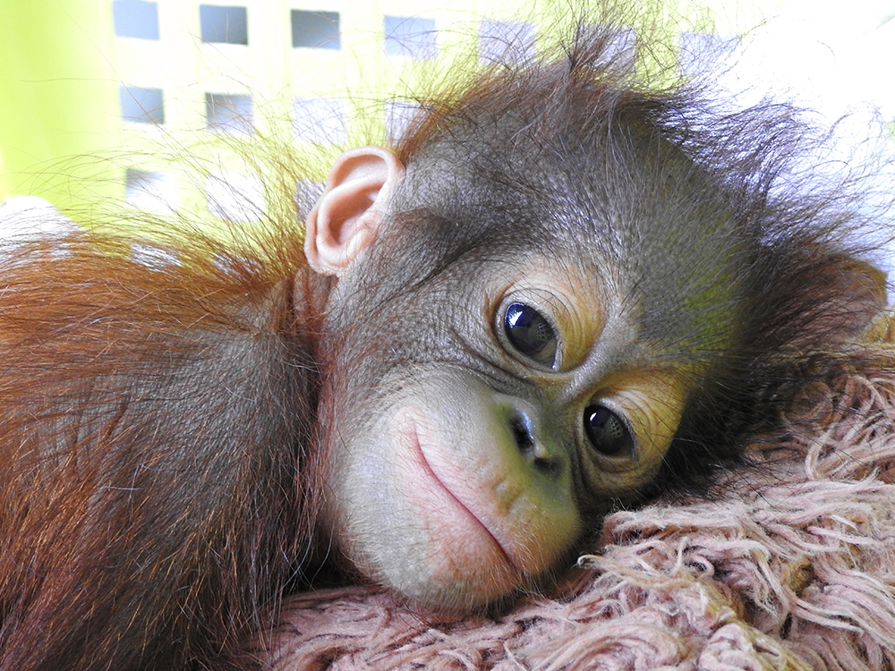 Baby Orangutan Rescued
